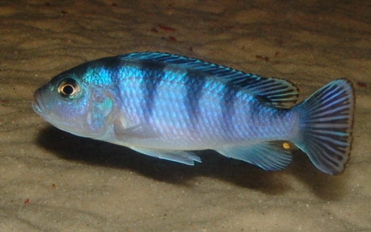 Maylandia lombardoi 'Mbenji Island'